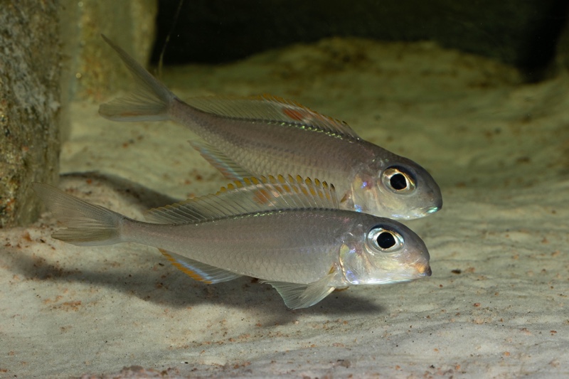 Xenotilapia nigrolabiata 'Chituta Bay'